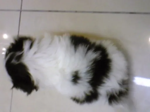 狆(ちん)の子犬販売