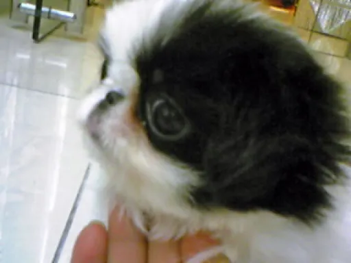 狆(ちん)の子犬販売