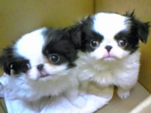 狆(ちん)の子犬販売