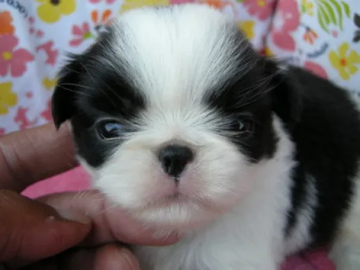 狆(ちん)の子犬販売