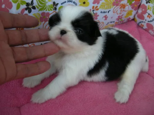 狆(ちん)の子犬販売