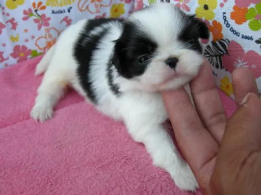 狆(ちん)の子犬販売