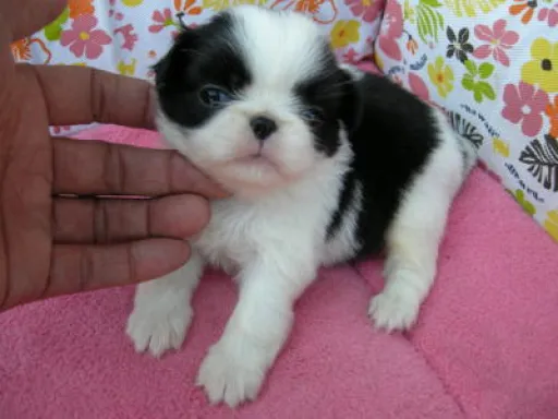 狆(ちん)の子犬販売