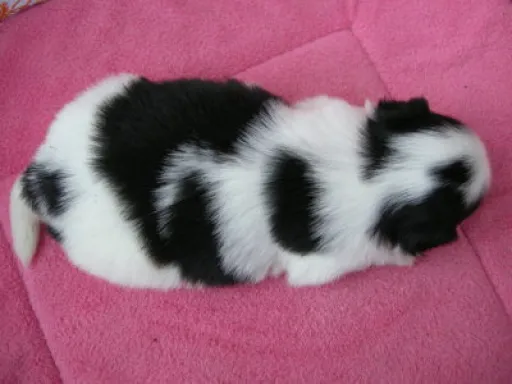 狆(ちん)の子犬販売