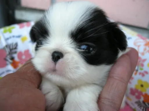 狆(ちん)の子犬販売