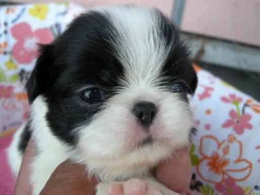 狆(ちん)の子犬販売