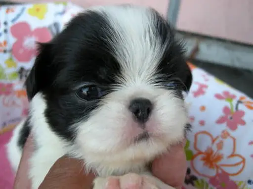 狆(ちん)の子犬販売