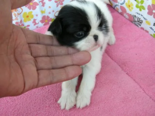 狆(ちん)の子犬販売