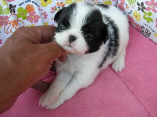 狆(ちん)の子犬販売