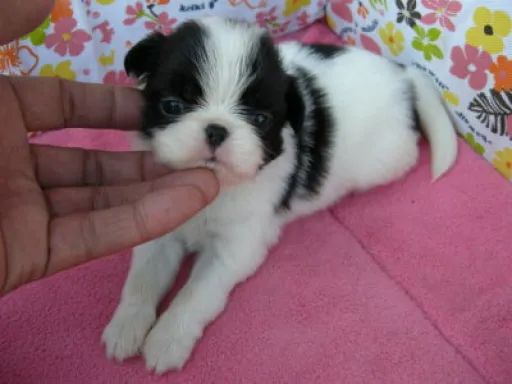 狆(ちん)の子犬販売