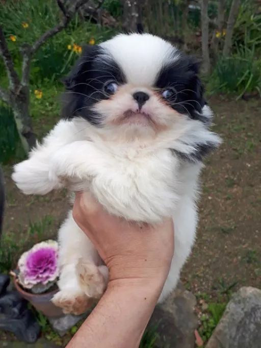 狆(ちん)の子犬販売