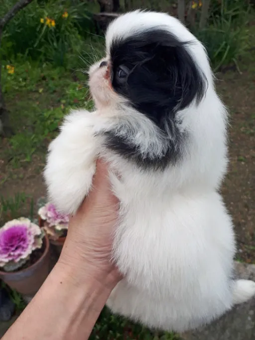 狆(ちん)の子犬販売