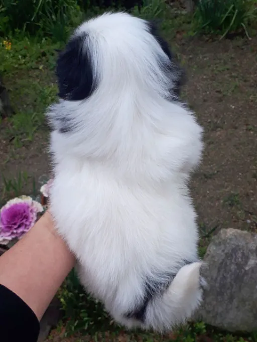 狆(ちん)の子犬販売