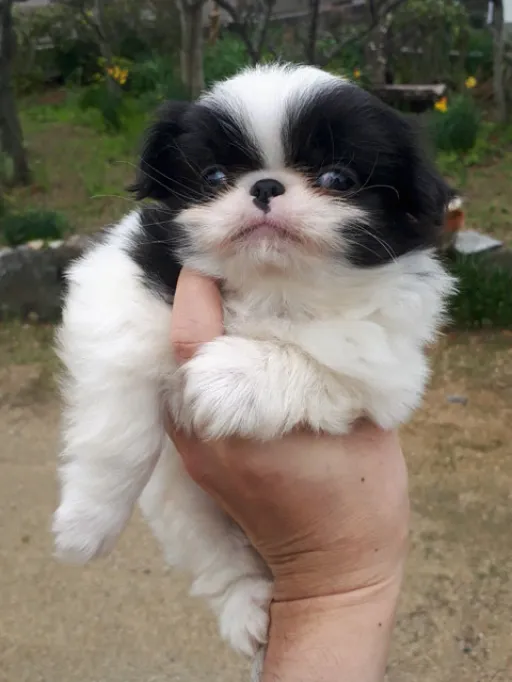 狆(ちん)の子犬販売