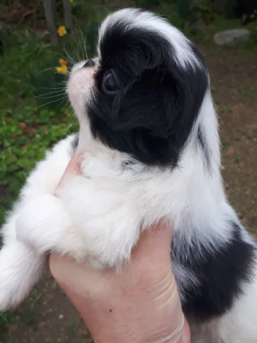 狆(ちん)の子犬販売