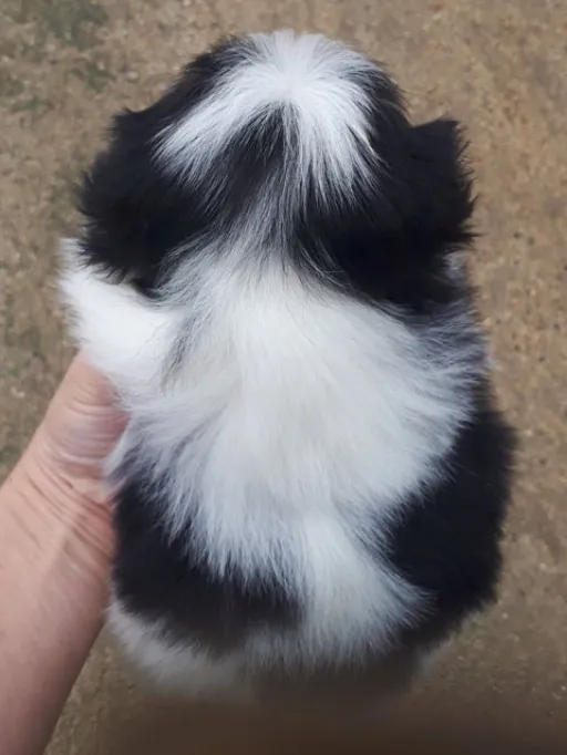 狆(ちん)の子犬販売