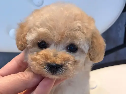 プードルの子犬販売