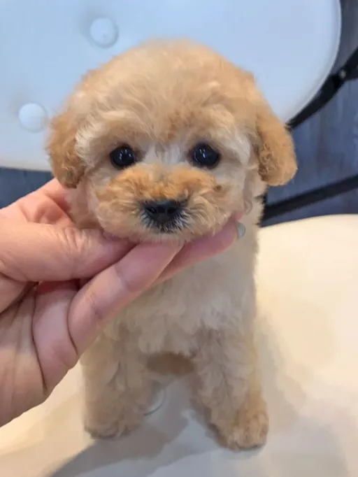 プードルの子犬販売