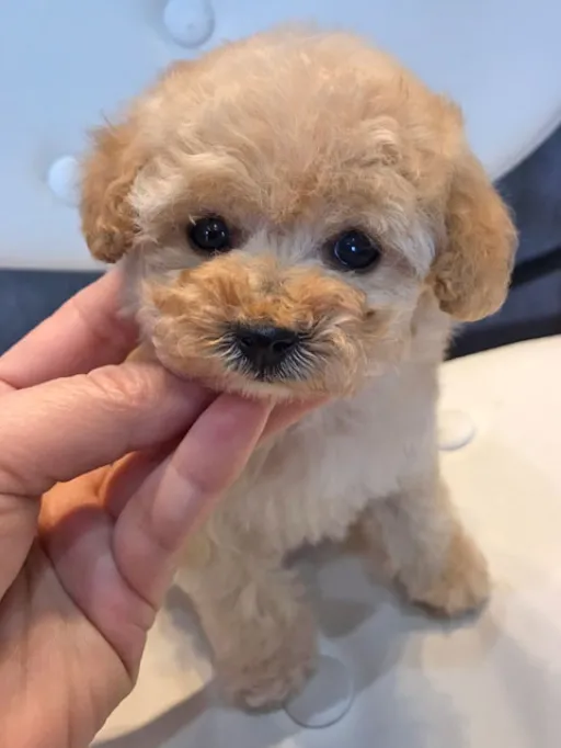 プードルの子犬販売