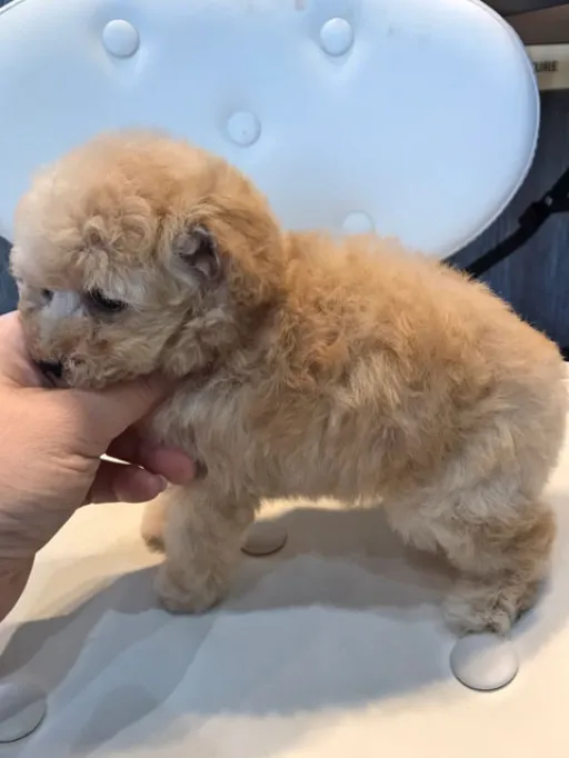 プードルの子犬販売