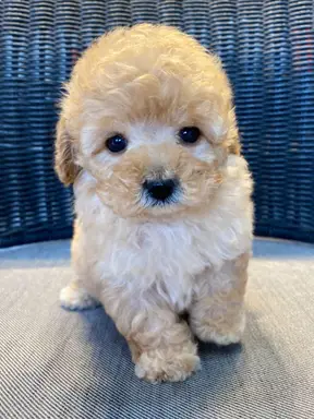 プードルの子犬販売