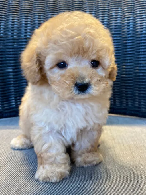 プードルの子犬販売