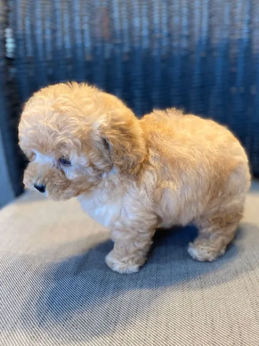 プードルの子犬販売