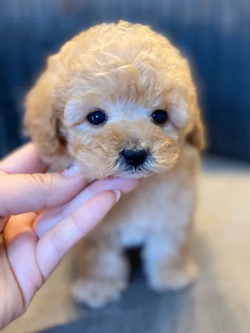 プードルの子犬販売