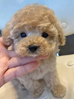 プードルの子犬販売