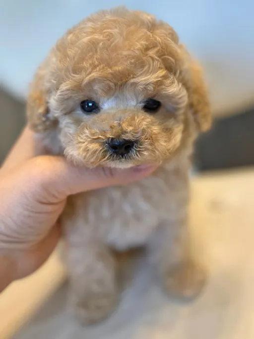 プードルの子犬販売