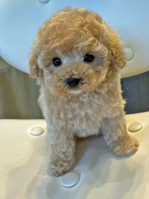 プードルの子犬販売