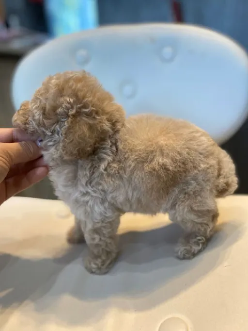 プードルの子犬販売