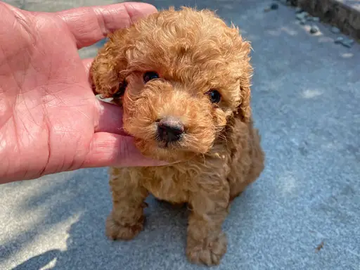 プードルの子犬販売