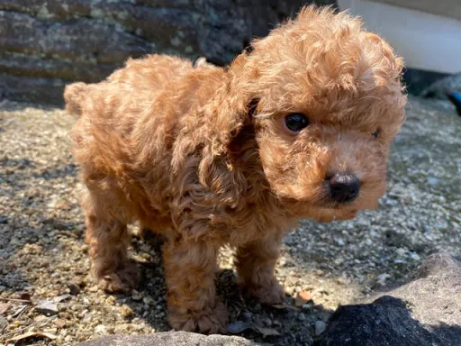 プードルの子犬販売