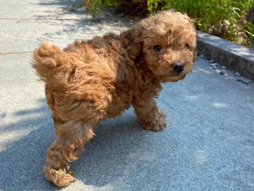 プードルの子犬販売