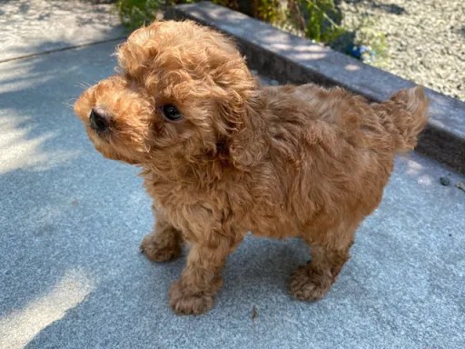 プードルの子犬販売