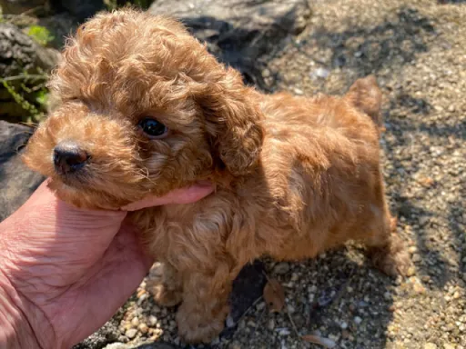 プードルの子犬販売