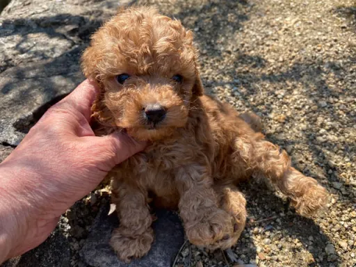 プードルの子犬販売