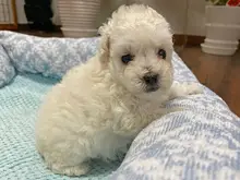 トイ・プードル