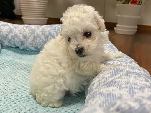 プードルの子犬販売