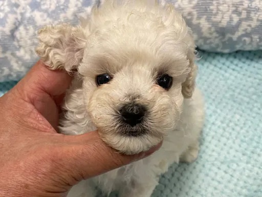 プードルの子犬販売