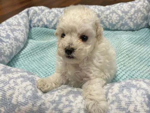 プードルの子犬販売
