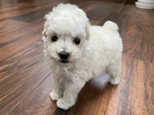 プードルの子犬販売
