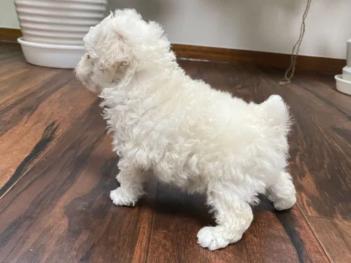 プードルの子犬販売
