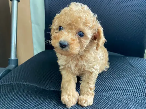 プードルの子犬販売