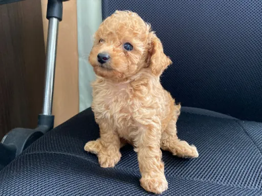 プードルの子犬販売