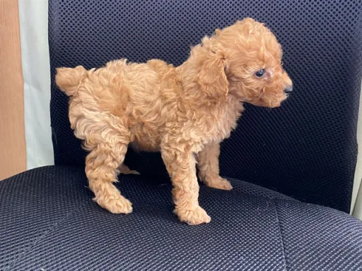 プードルの子犬販売