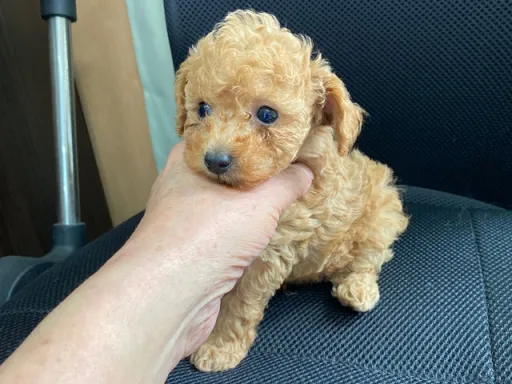 プードルの子犬販売