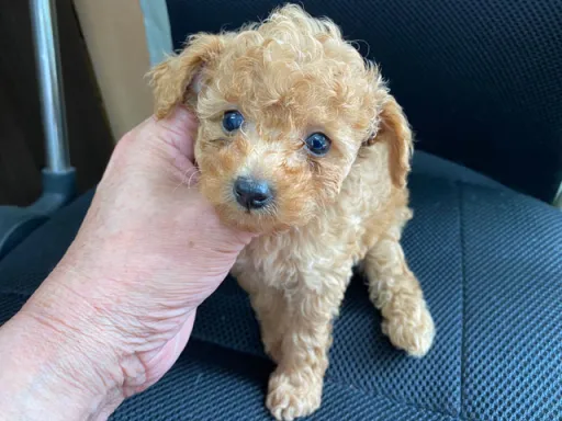 プードルの子犬販売