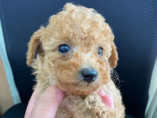 プードルの子犬販売